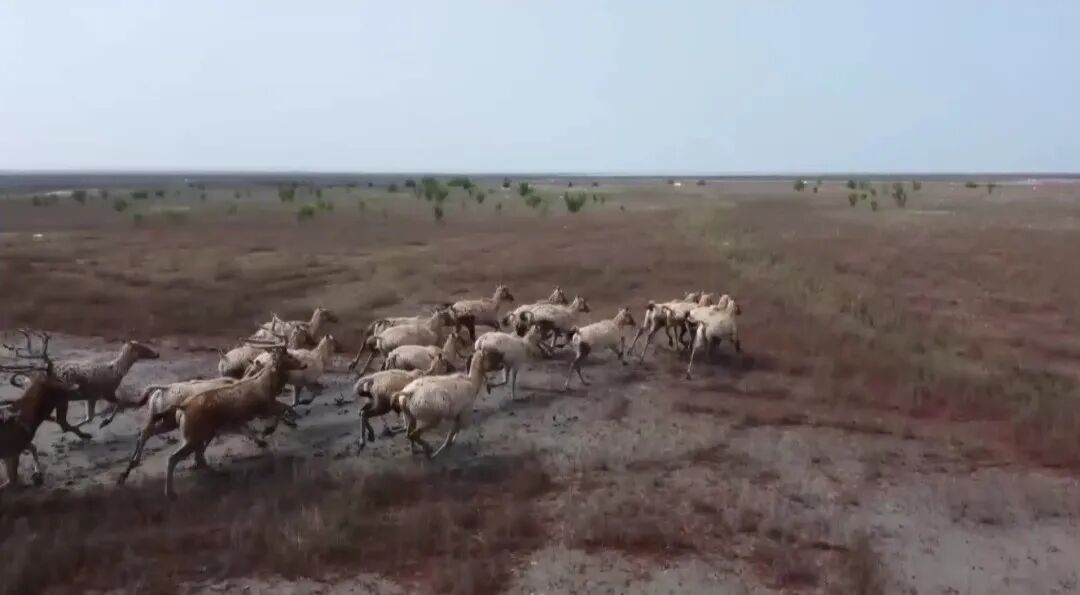 南通一地发现全球濒危物种！