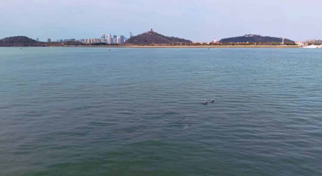 南通一地发现全球濒危物种！